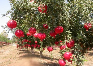 Anar(Pomegranate)-a