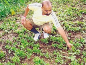 विक्रम शर्मा अपने खेत में कॉफी के पौधों की देखभाल करते हुए।
