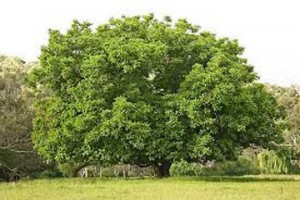 walnut tree-