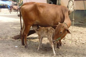 Indian-Cow