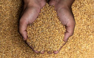 wheat grain-
