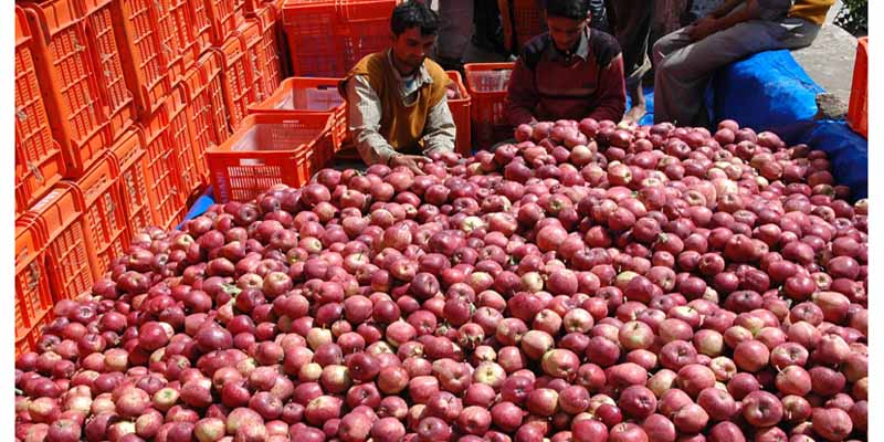 सेब आयात को प्रोत्साहन से राजनीति गरमाई