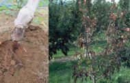 सेब के पौधों में रूटरॉट की पहचान कैसे करें?