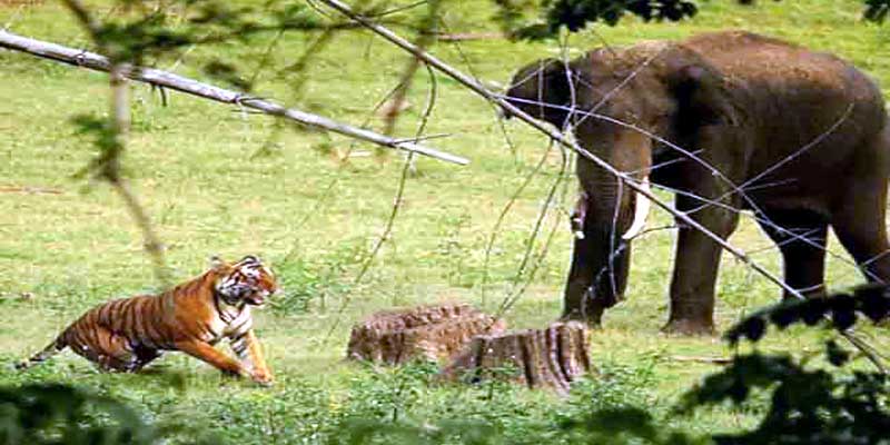 टाइगर रिजर्व में बाघों- हाथियों में छिड़ी खूनी जंग