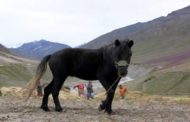 चामुर्थी घोड़ों का बेहतर संरक्षण, विलुप्तता का खतरा टला