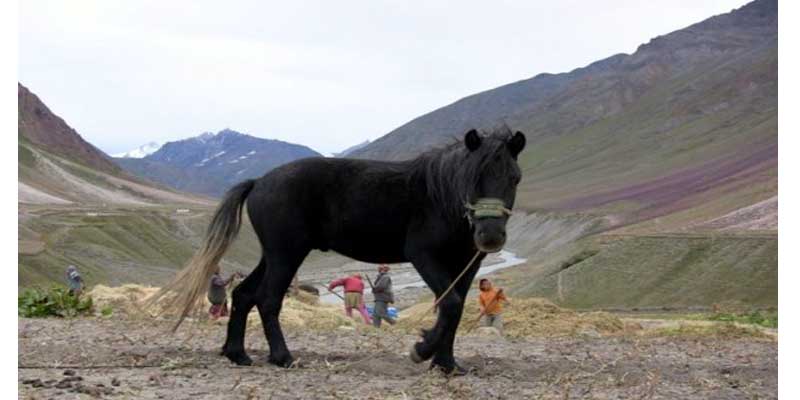 चामुर्थी घोड़ों का बेहतर संरक्षण, विलुप्तता का खतरा टला
