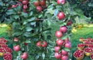 ‘सेब बागीचों में इथरेल का सही प्रयोग नहीं हानिकारक’