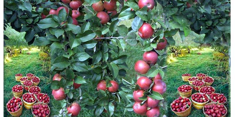 ‘सेब बागीचों में इथरेल का सही प्रयोग नहीं हानिकारक’