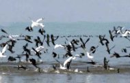 पौंग डैम में पक्षियों की मौत का सिलसिला थमा
