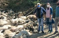 अंधेरी सुरंग में फंसने से 442 भेड़-बकरियों की मौत
