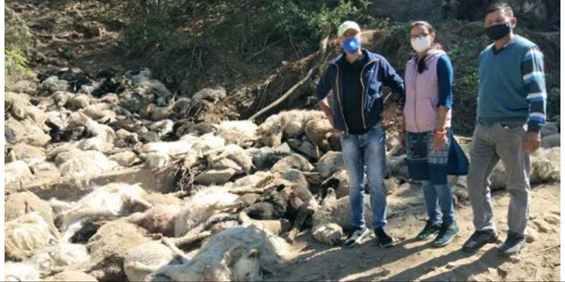 अंधेरी सुरंग में फंसने से 442 भेड़-बकरियों की मौत